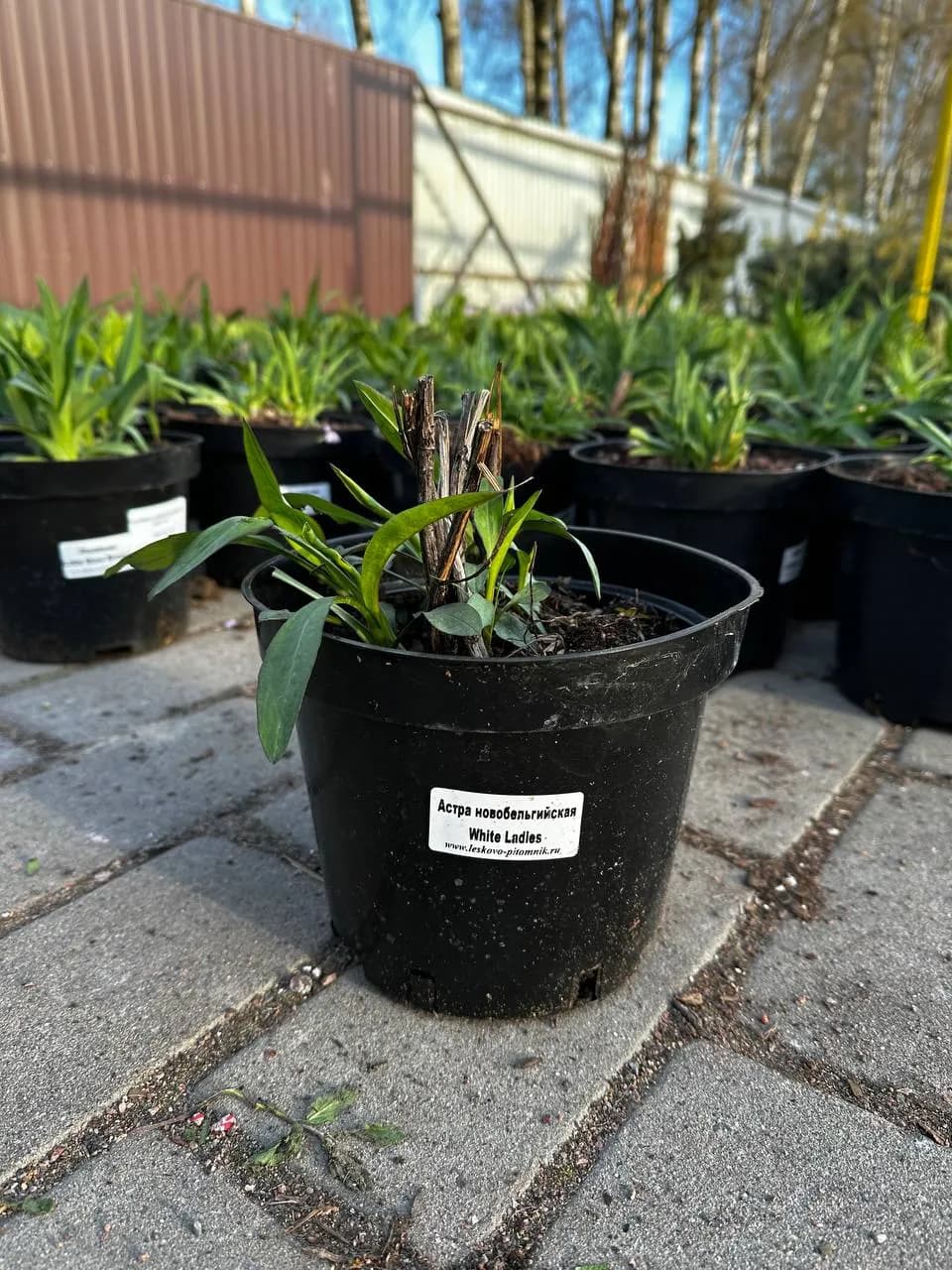 Астра ново-бельгийская White Ladies конт 2-3л
