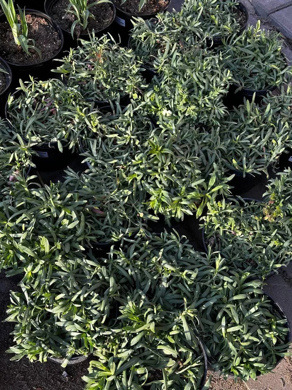 Астра вересковая Snow Flurry конт 2-3 л