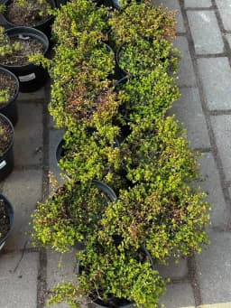 Тимьян лимоннопахнущий Aureus конт 2-3л