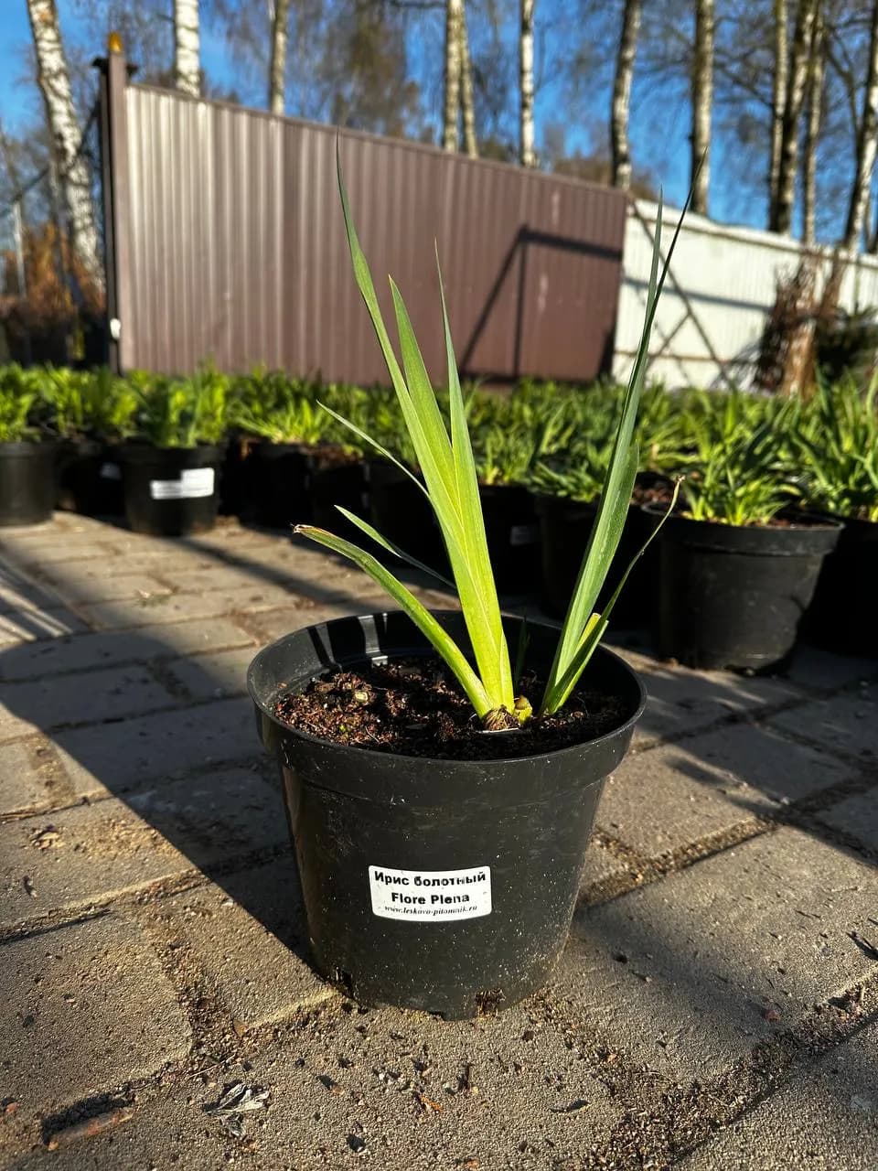 Ирис болотный Flore Plena конт 2-3л