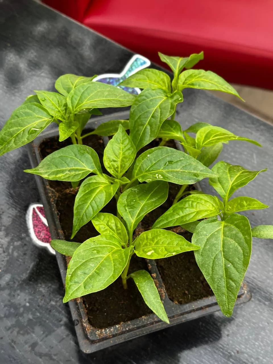 Перец сладкий смесь, E6