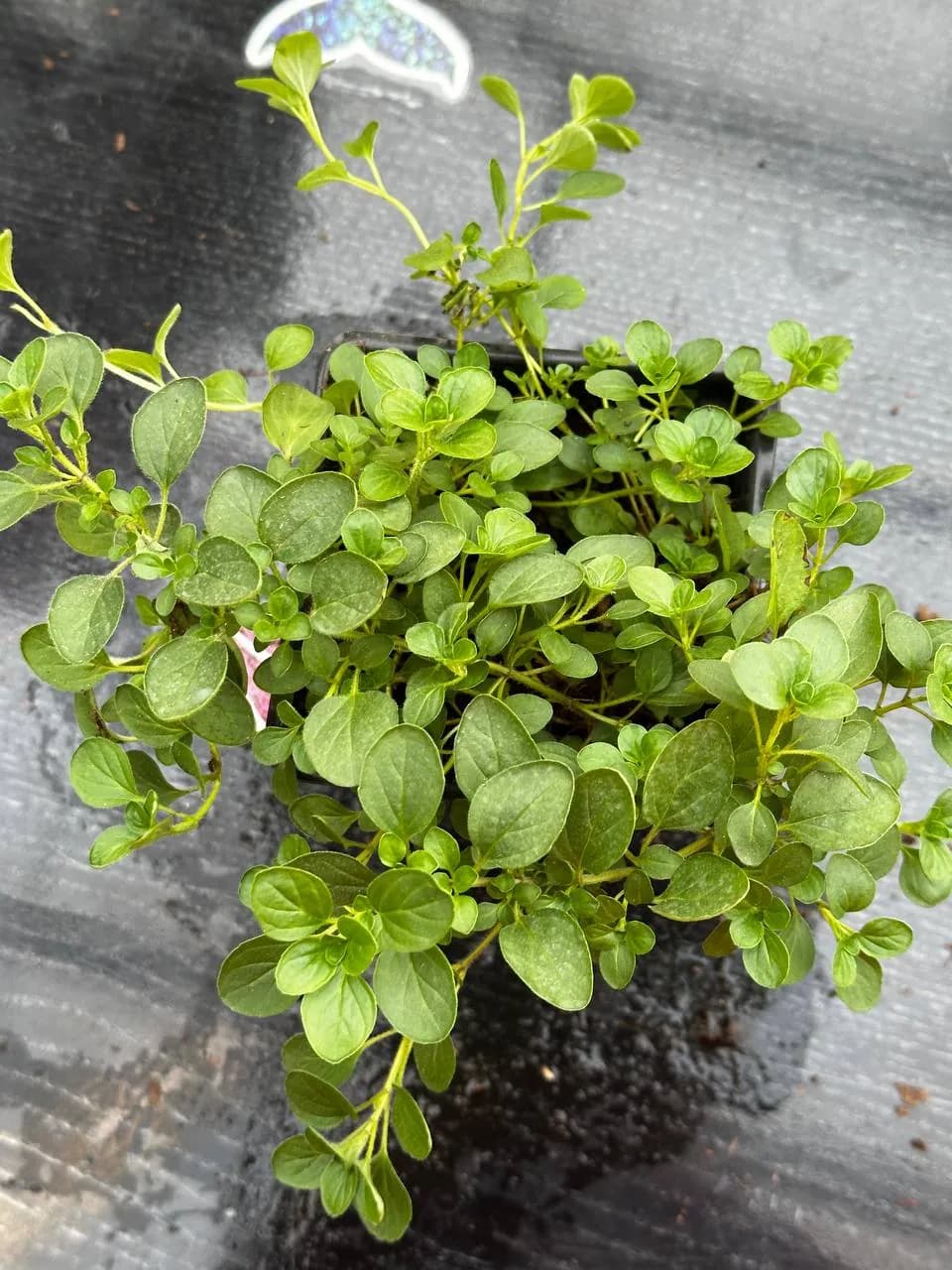 Душица микс, P9