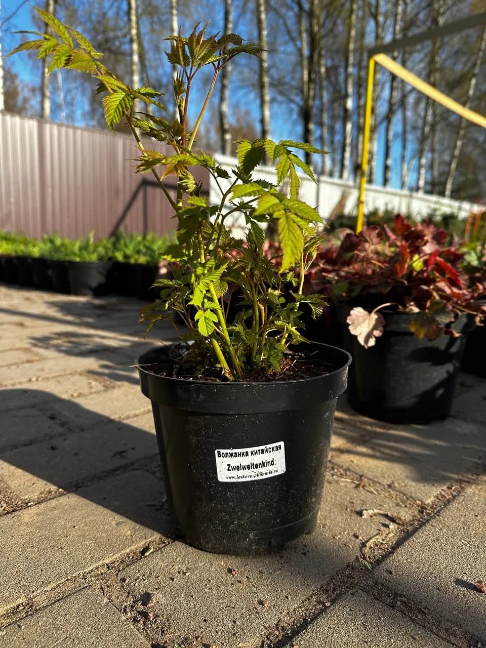 Волжанка китайская Zweiweltenking конт 2-3л