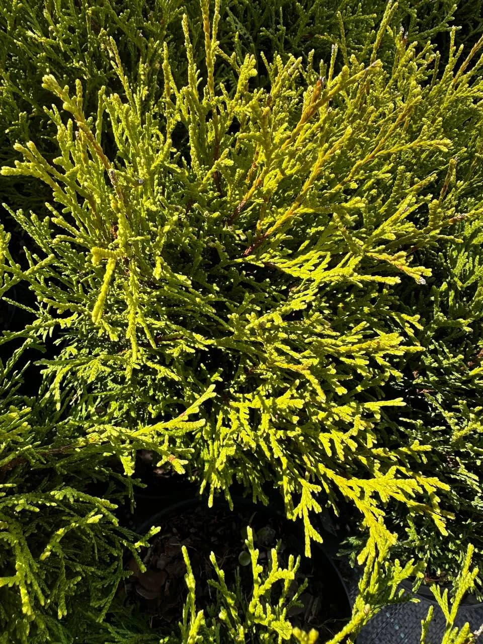 Туя западная "Хосери"  30-35