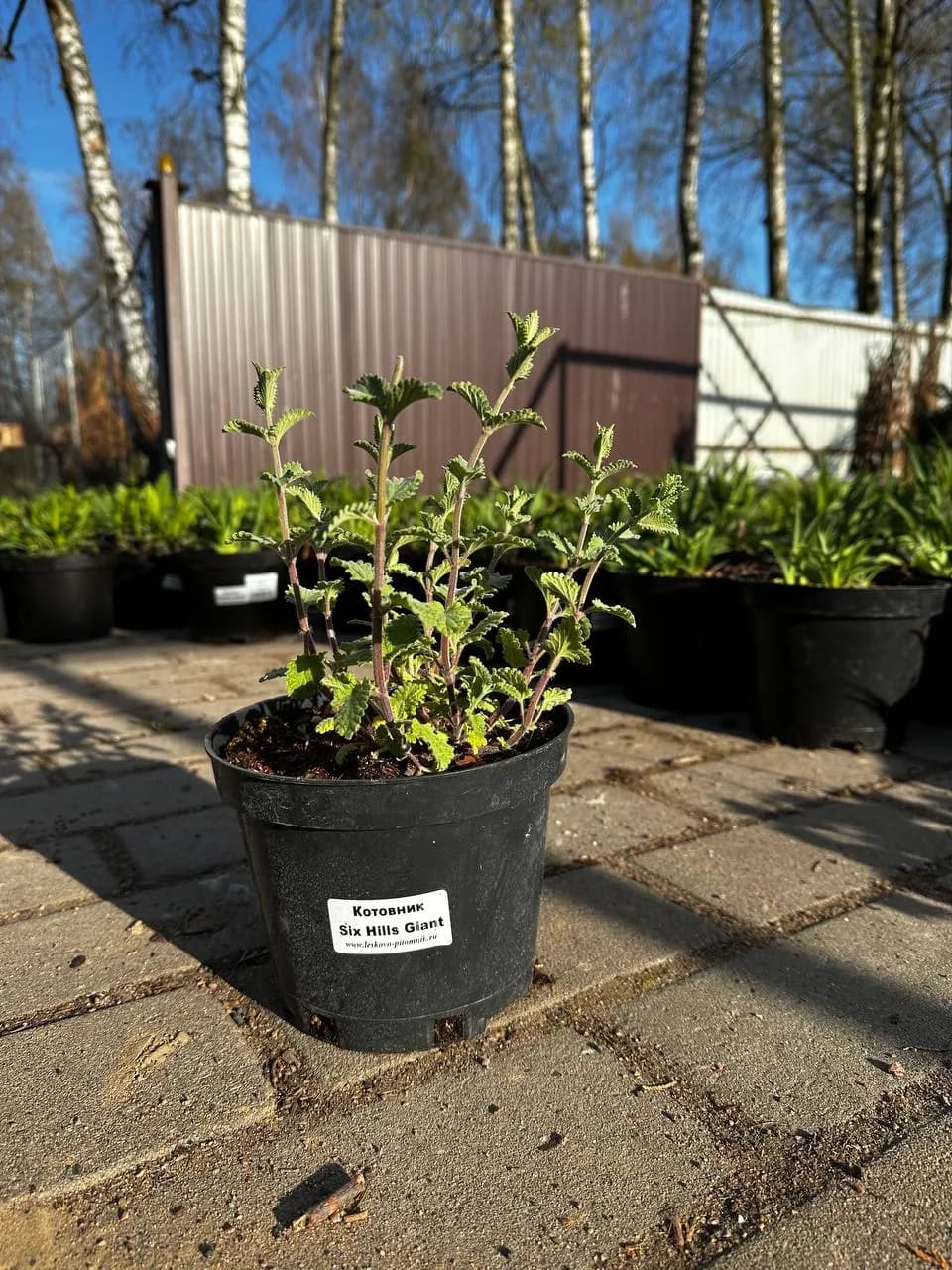 Котовник Фассена Six Hills Giant конт 2-3л