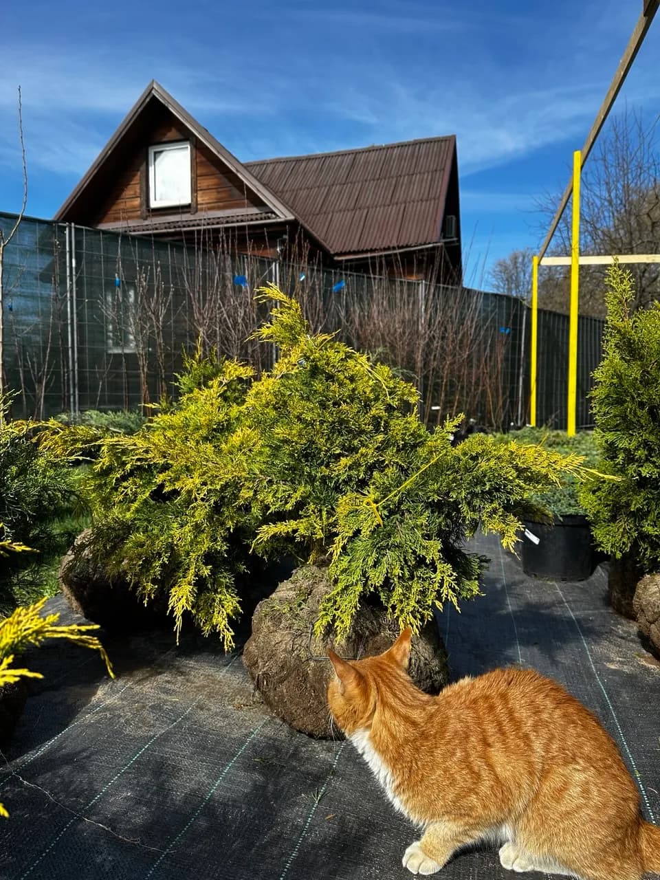 Можжевельник средний  "Пфитцериана Ауреа" 40-60