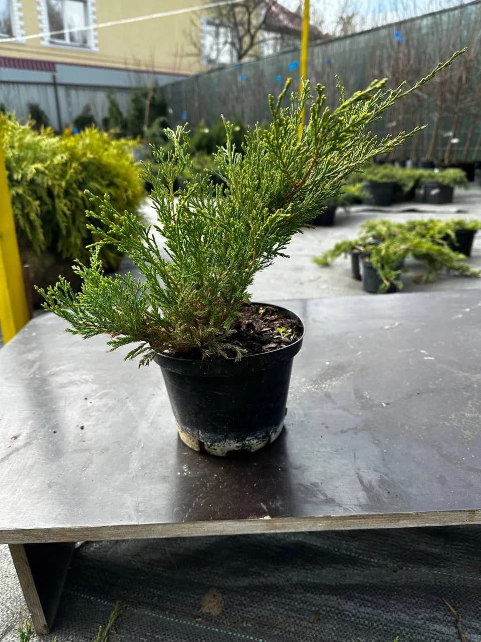 Можжевельник горизонтальный "Андорра Компакта"