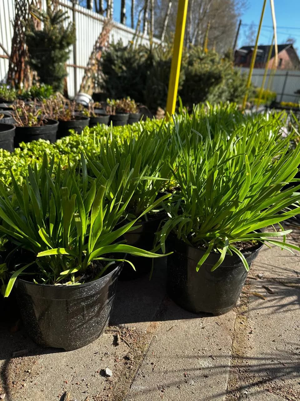 Лук стареющий конт 2-3 л