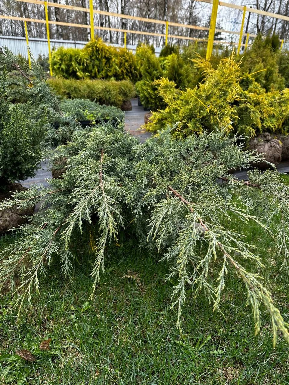 Можжевельник виргинский "Хетси"