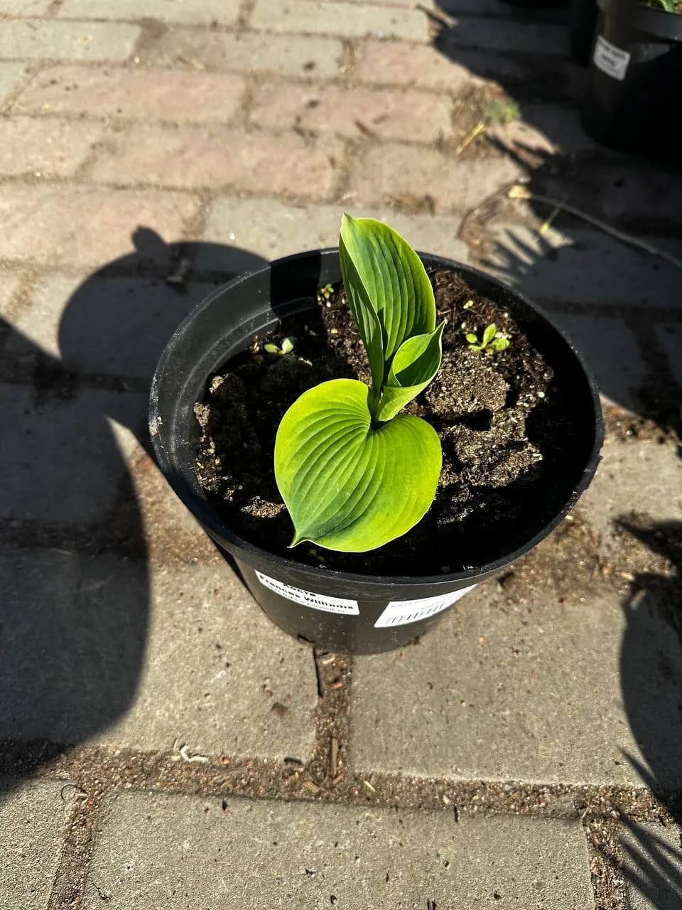 Хоста Frances Williams конт 2-3л