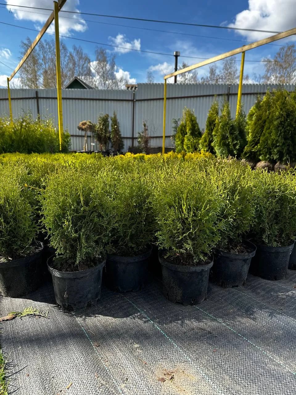 Туя западная "Хосери"  30-35