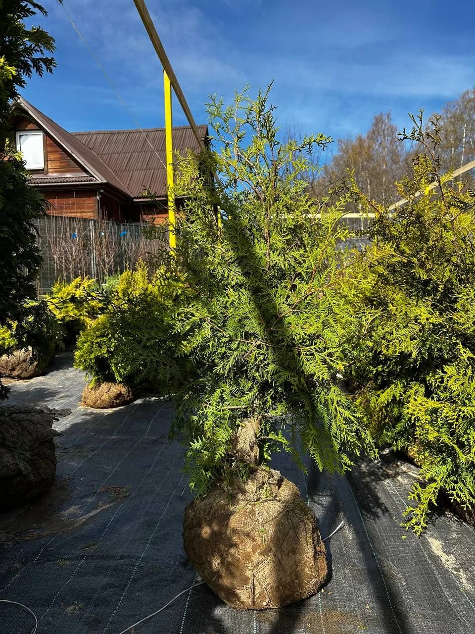 Туя западная "Вареана Лютесценс"