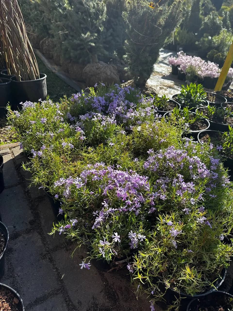 Флокс шиловидный сиреневый конт. 5л