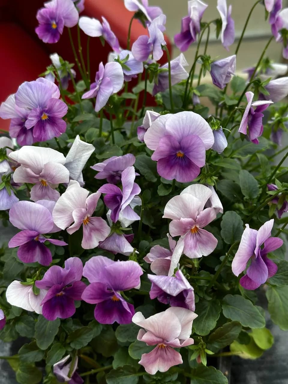 Виола корнута смесь, Е6