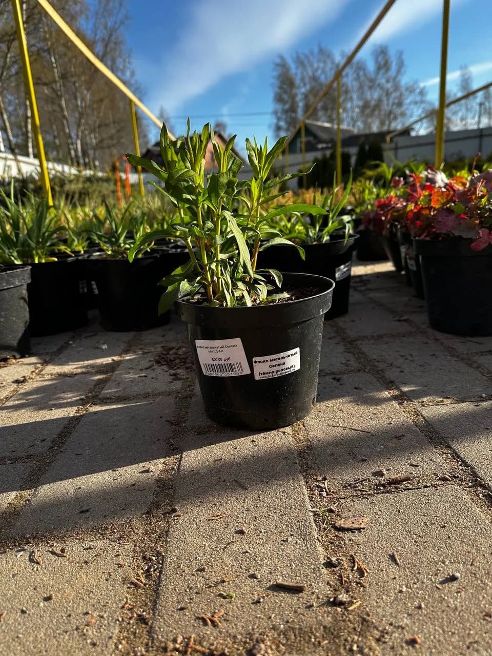 Флокс метельчатый Селена конт. 2-3 л