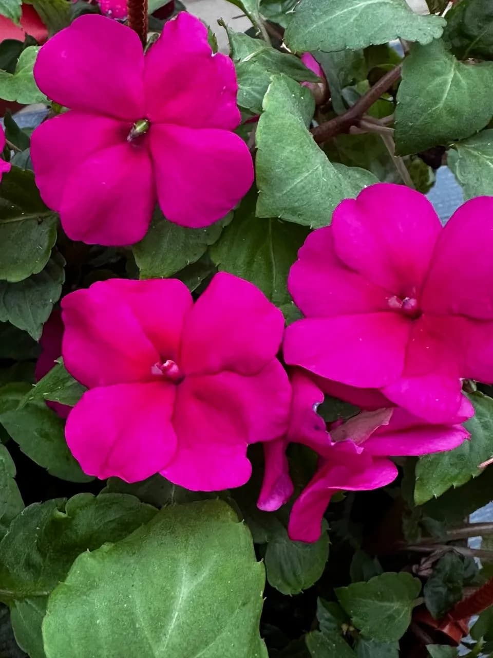 Бальзамин Валлера микс, кашпо D16