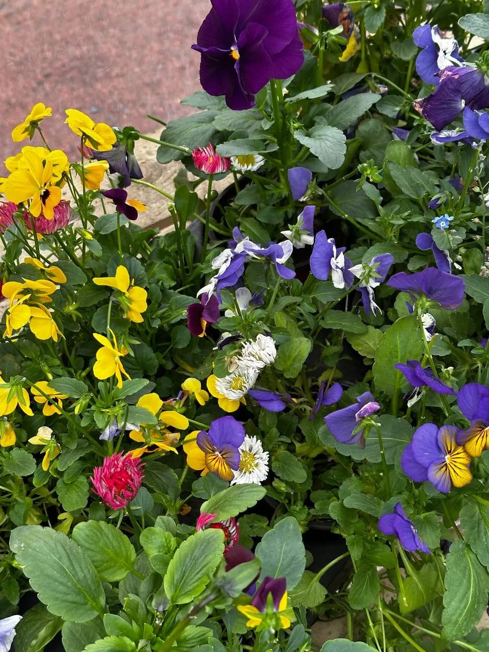 Композиция Виола/Маргаритка