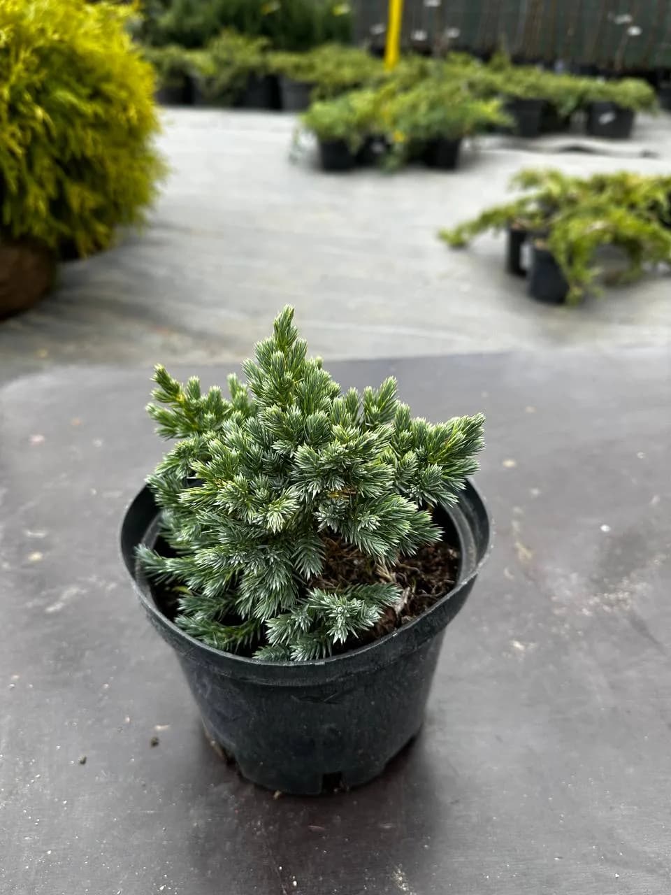 Можжевельник чешуйчатый "Блю Стар"