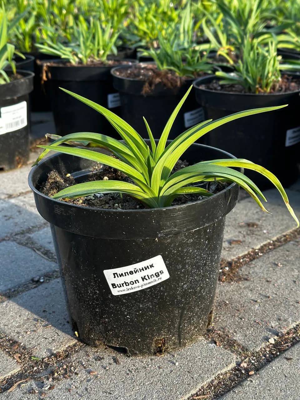 Лилейник Burbon Kings конт 2-3л