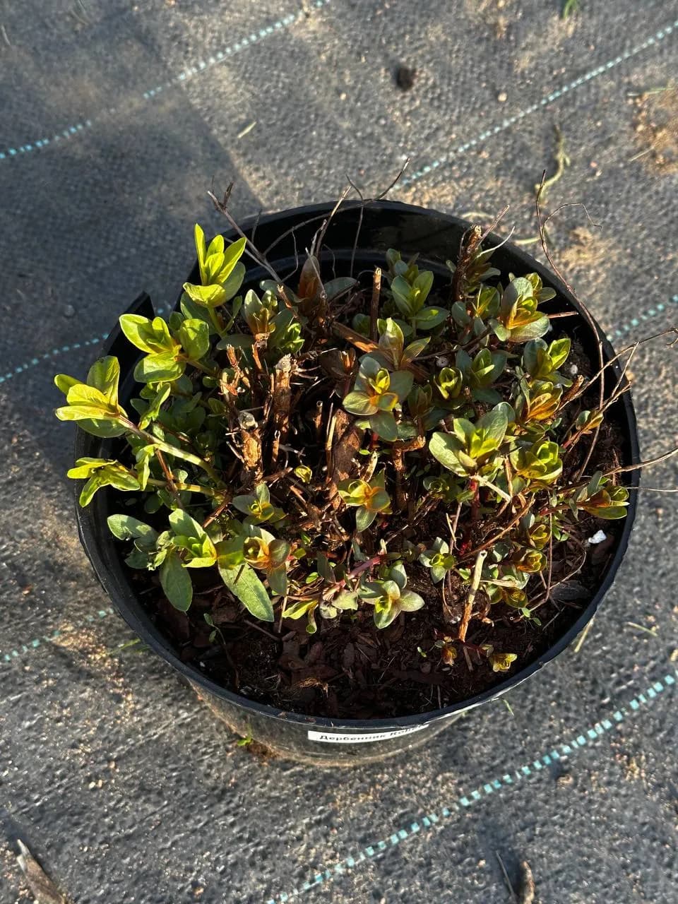 Дербенник Robert конт 5 л