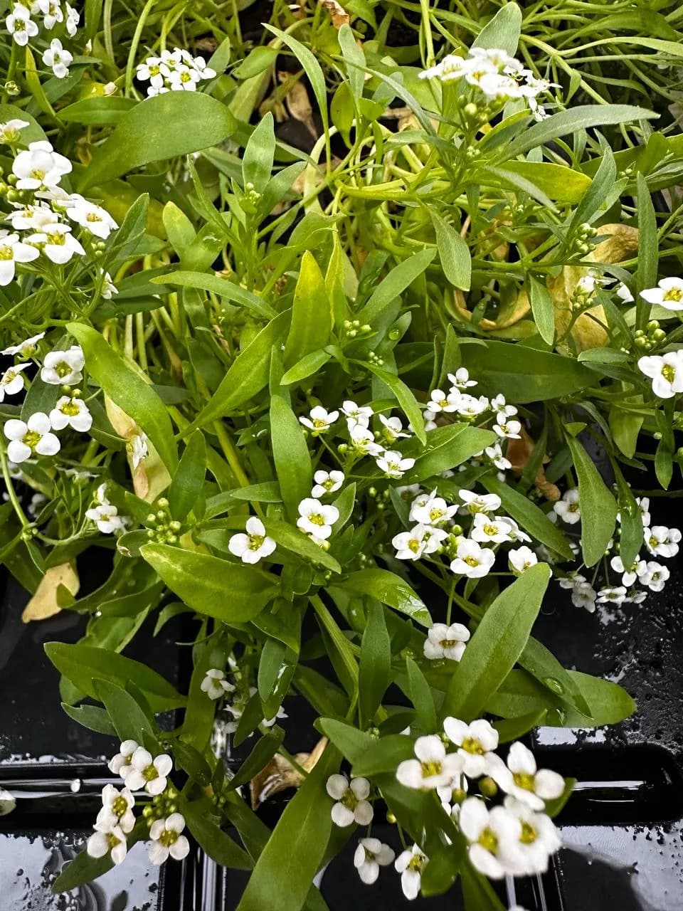 Алиссум Микс, Е6