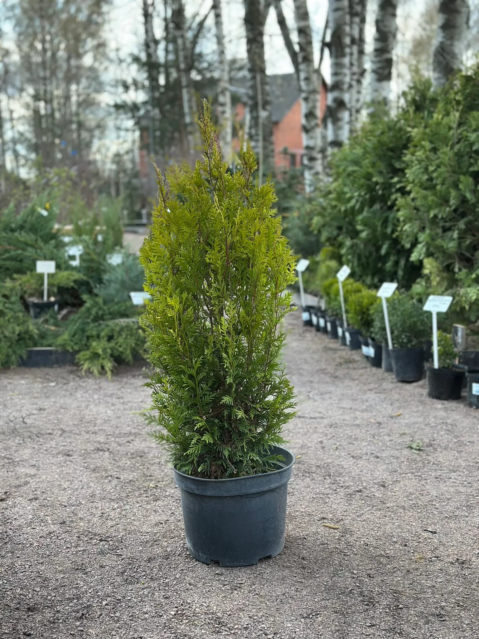 Туя складчатая "Курник"