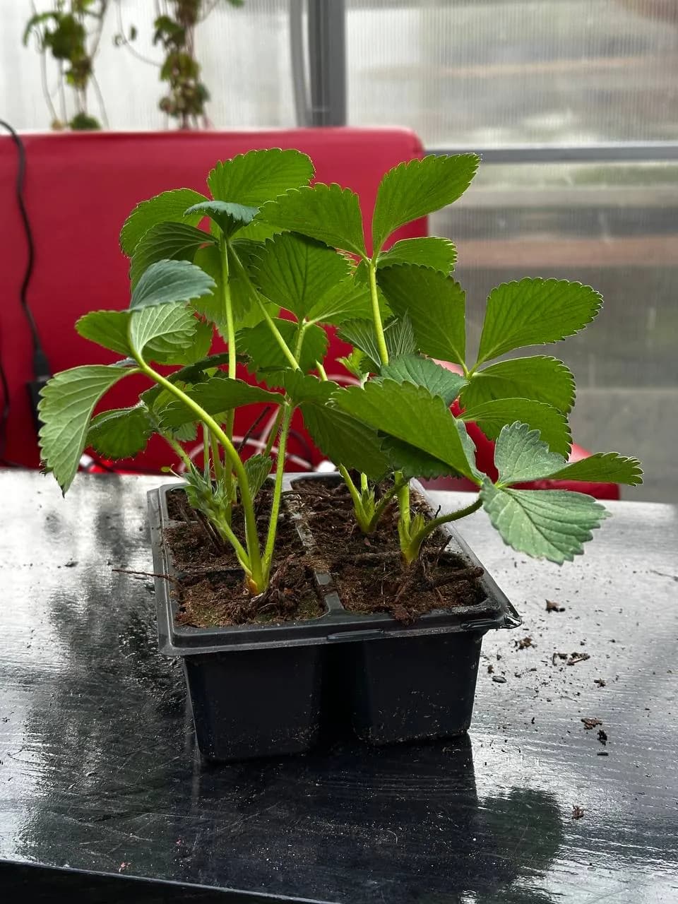 Земляника садовая