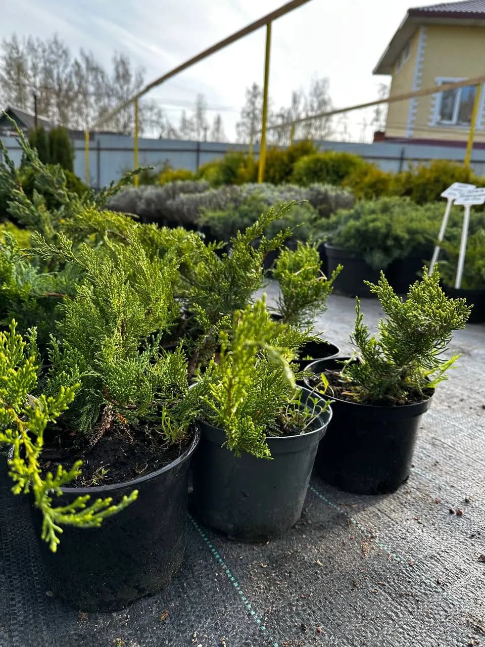 Можжевельник средний "Минт Джулеп"