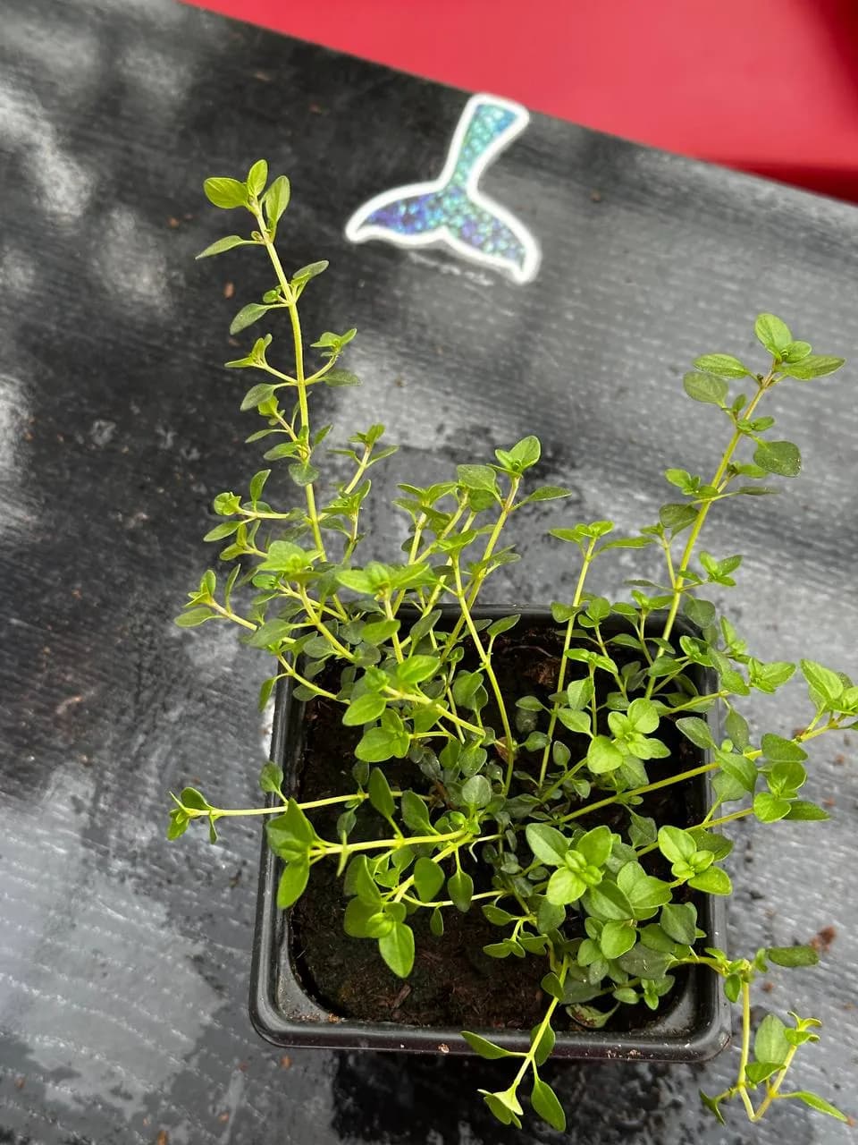 Тимьян в ассортименте, P9