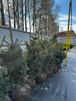 Ель колючая  "Супер Блу Сидлинг" 80-100