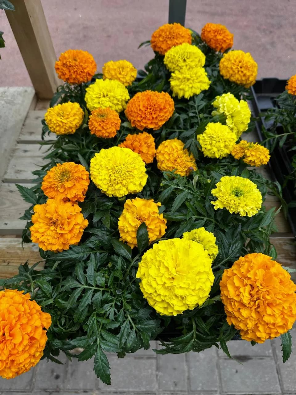 Бархатцы прямостоячие Е6