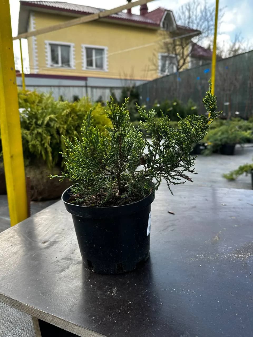 Можжевельник Тамарсцифолия С3