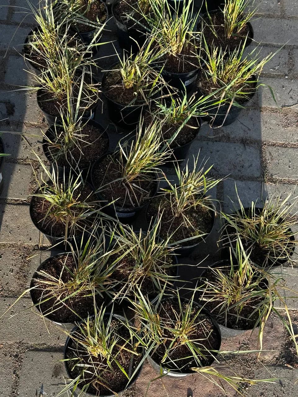 Вейник Overdam конт 2-3 л