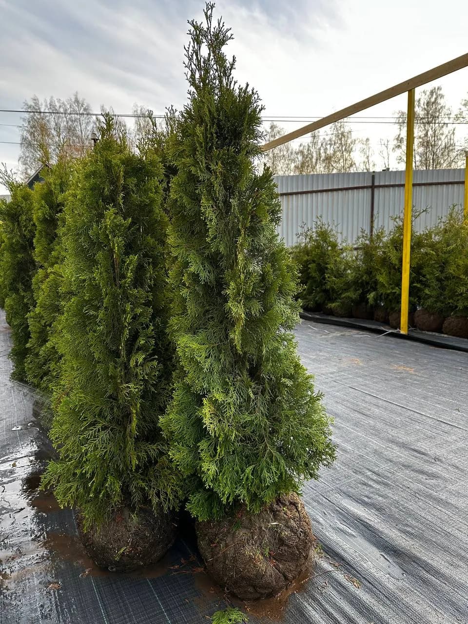 Туя западная  "Смарагд" 120-140
