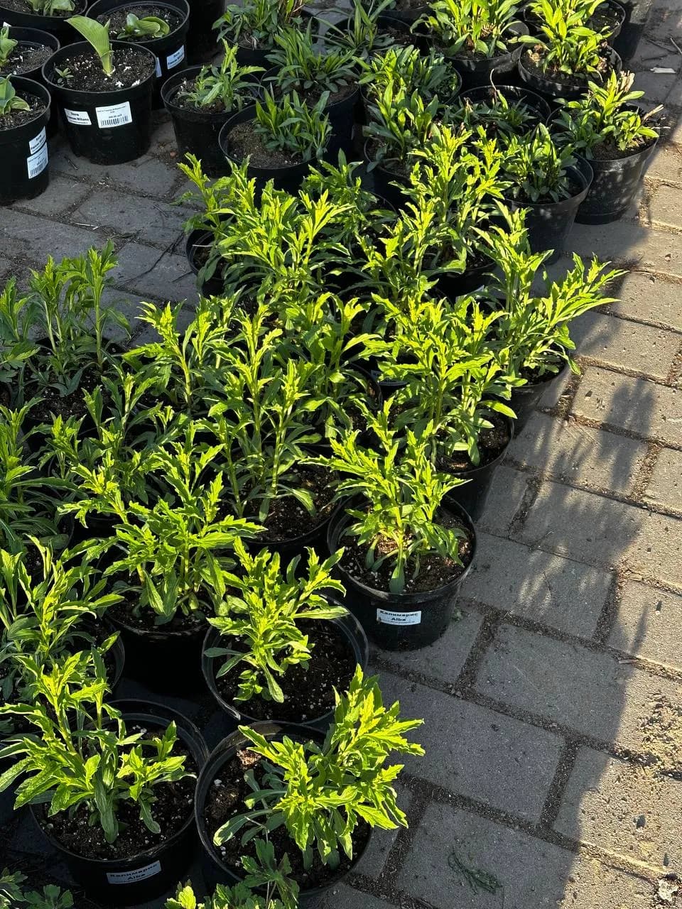 Калимерис надрезанный Alba конт 2-3л