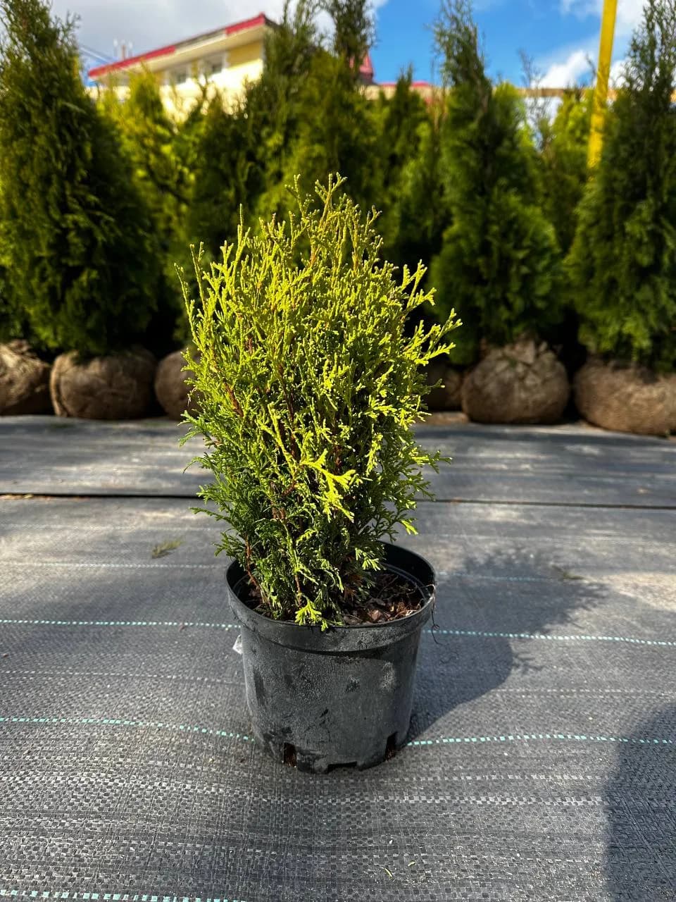 Туя западная "Хосери" 10-15