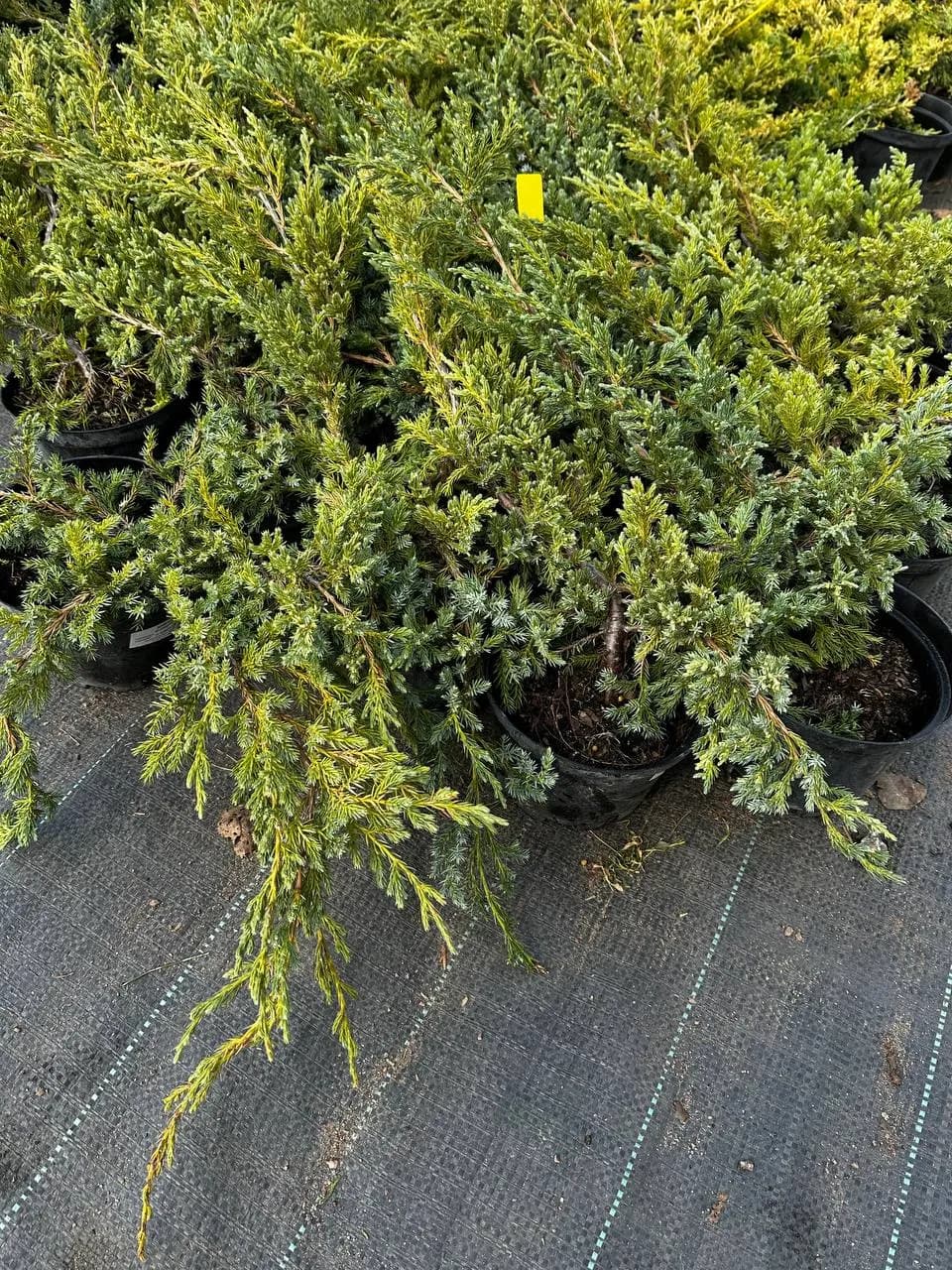 Можжевельник чешуйчатый "Блю Карпет" 35-40