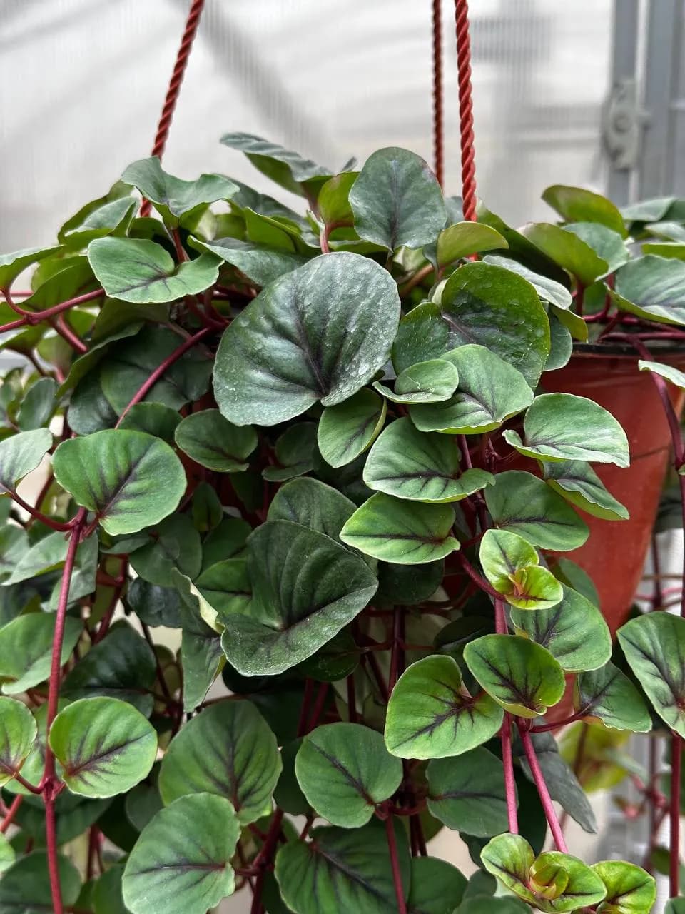 Лизимахия D21