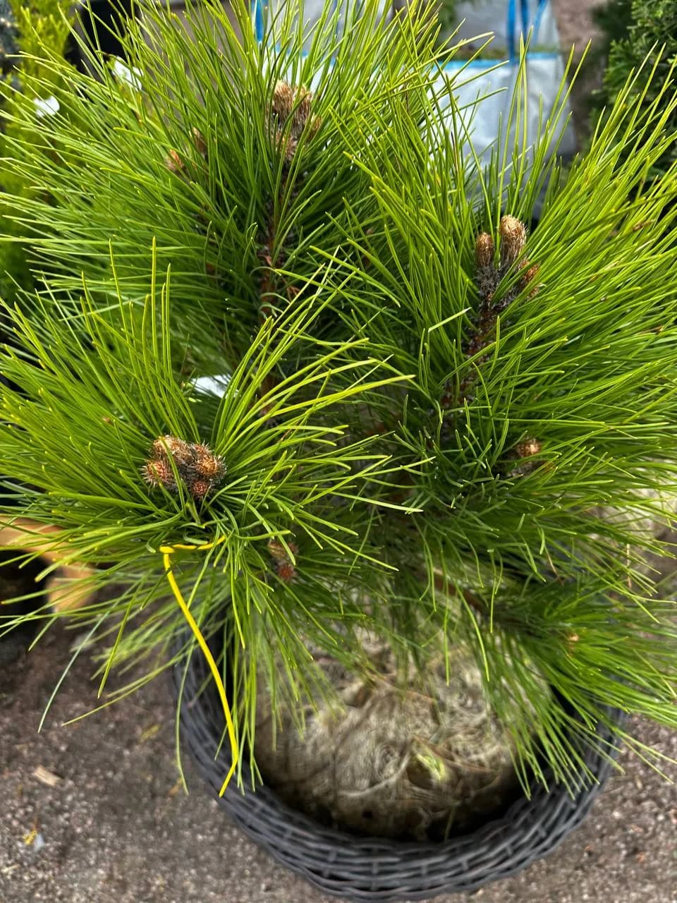 Сосна чёрная "Грин Тауэр"