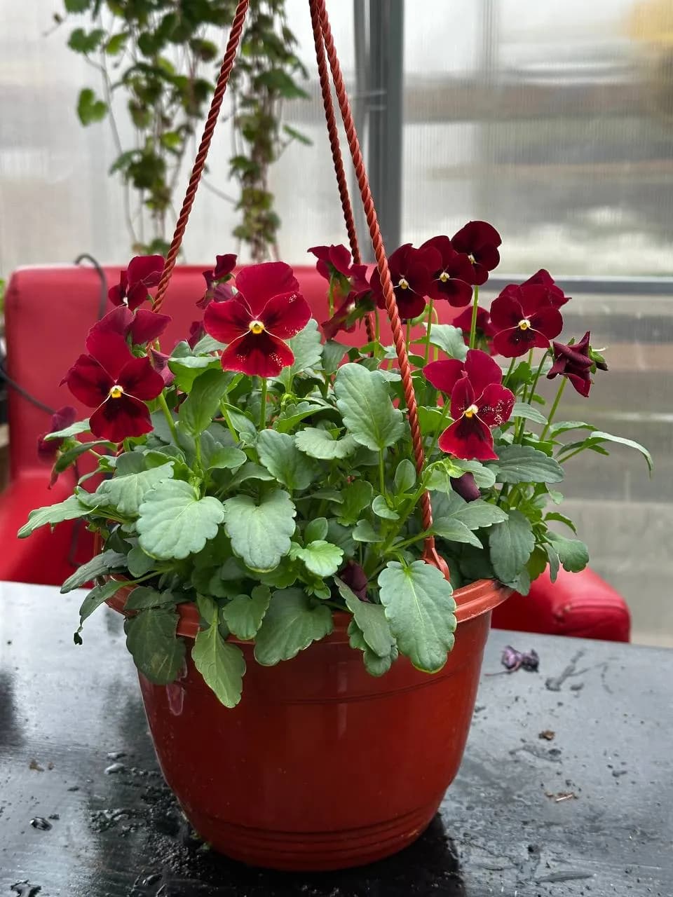 Виола ампельная смесь, кашпо D16