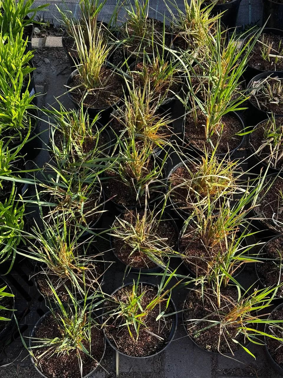 Вейник Karl Foerster конт 2-3 л