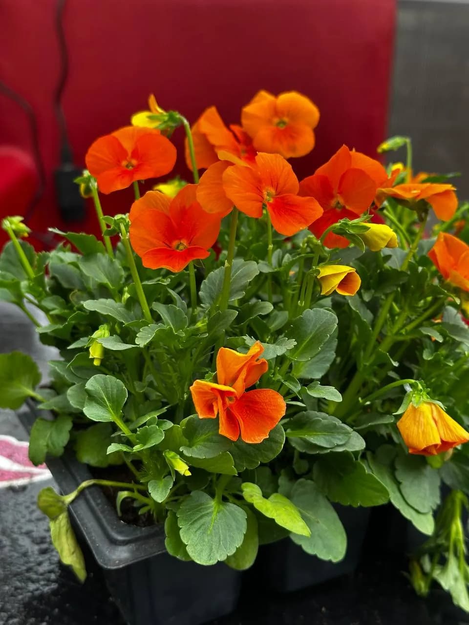 Виола корнута смесь, Е6