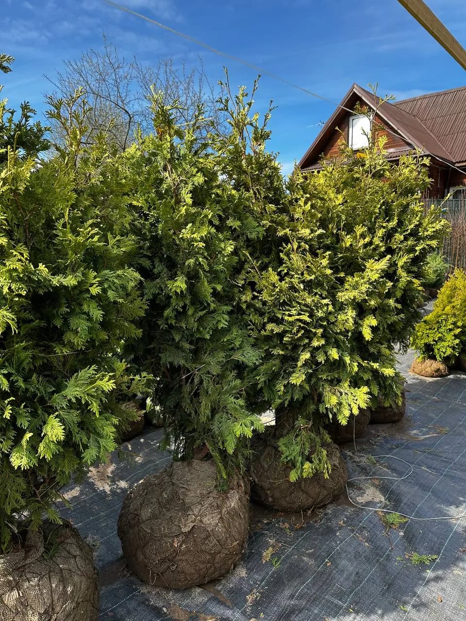 Туя западная "Вареана Лютесценс"