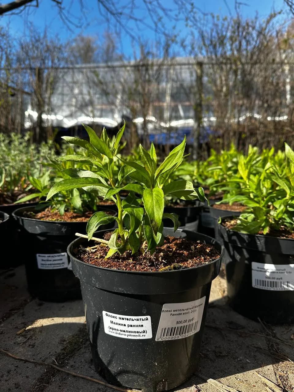 Флокс метельчатый Малина Ранняя конт. 2-3 л