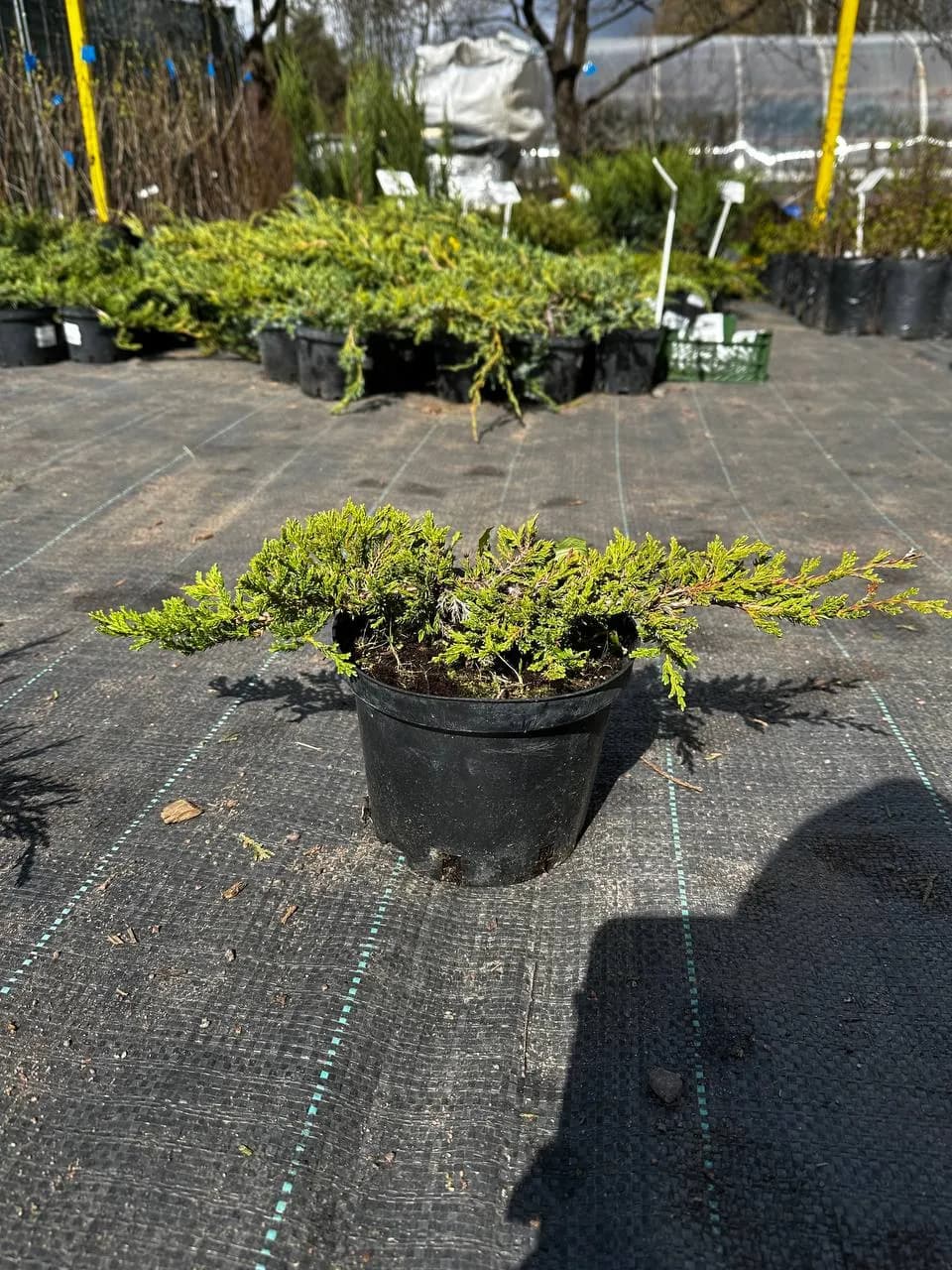 Можжевельник горизонтальный "Принц оф Уэльс"