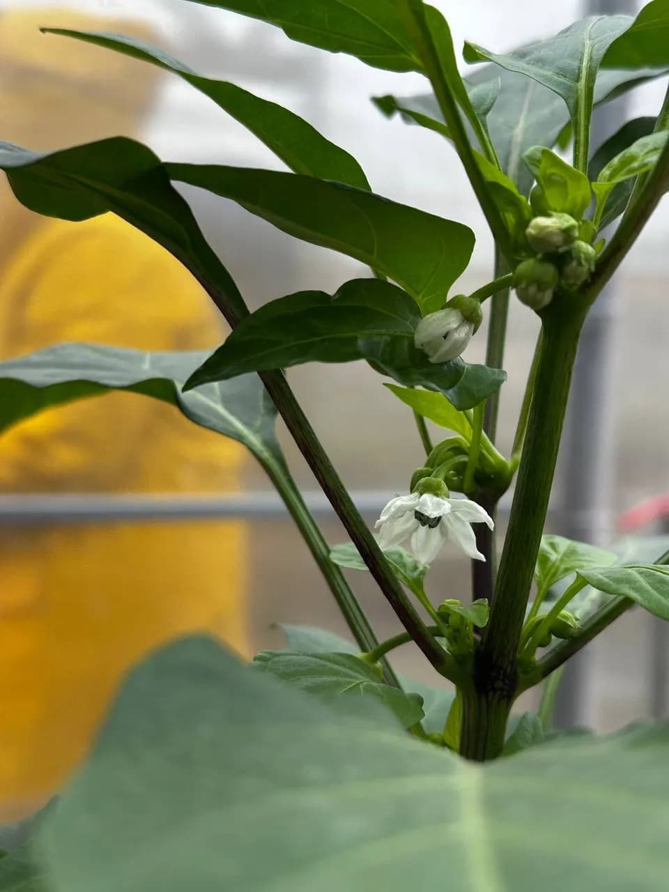 Перец (Балконная серия) D18