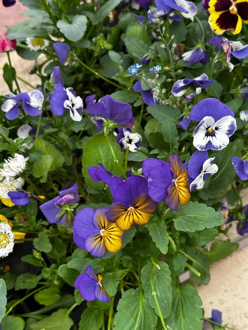 Композиция Виола/Маргаритка