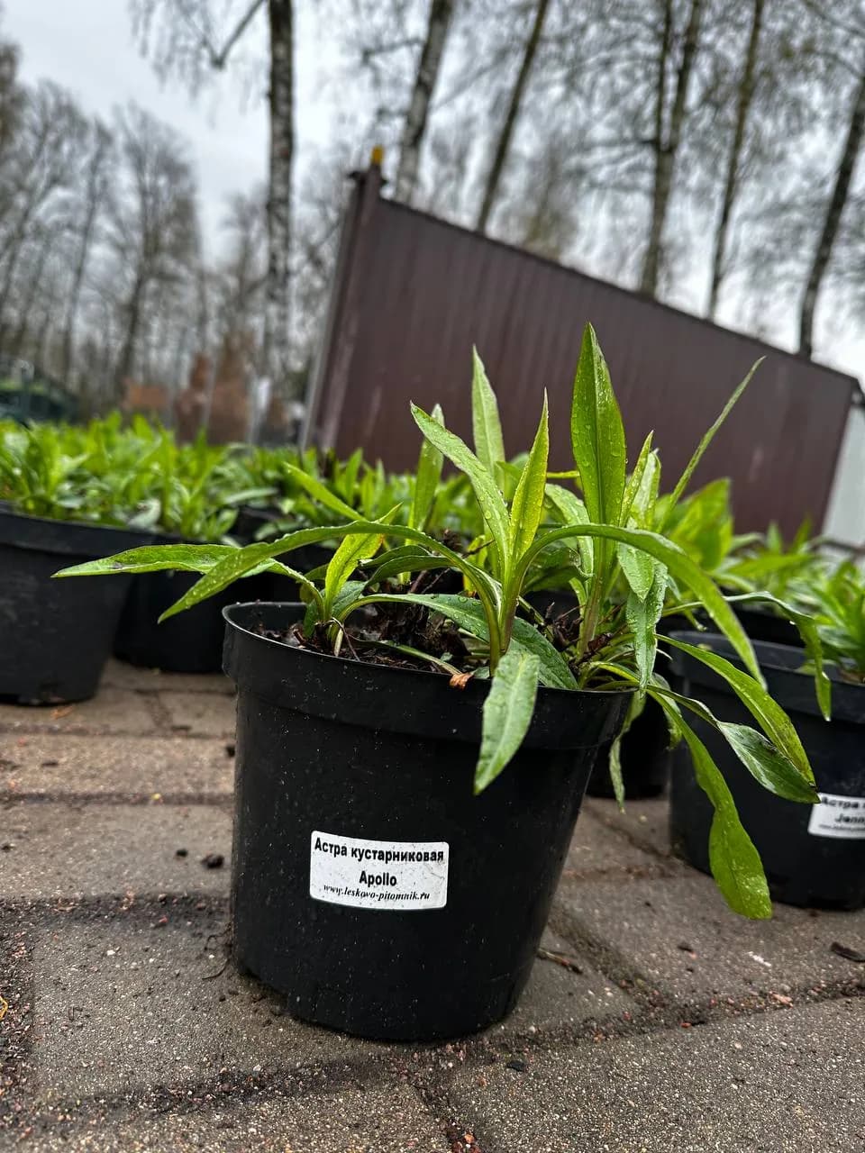 Астра кустарниковая Apollo конт 2-3л