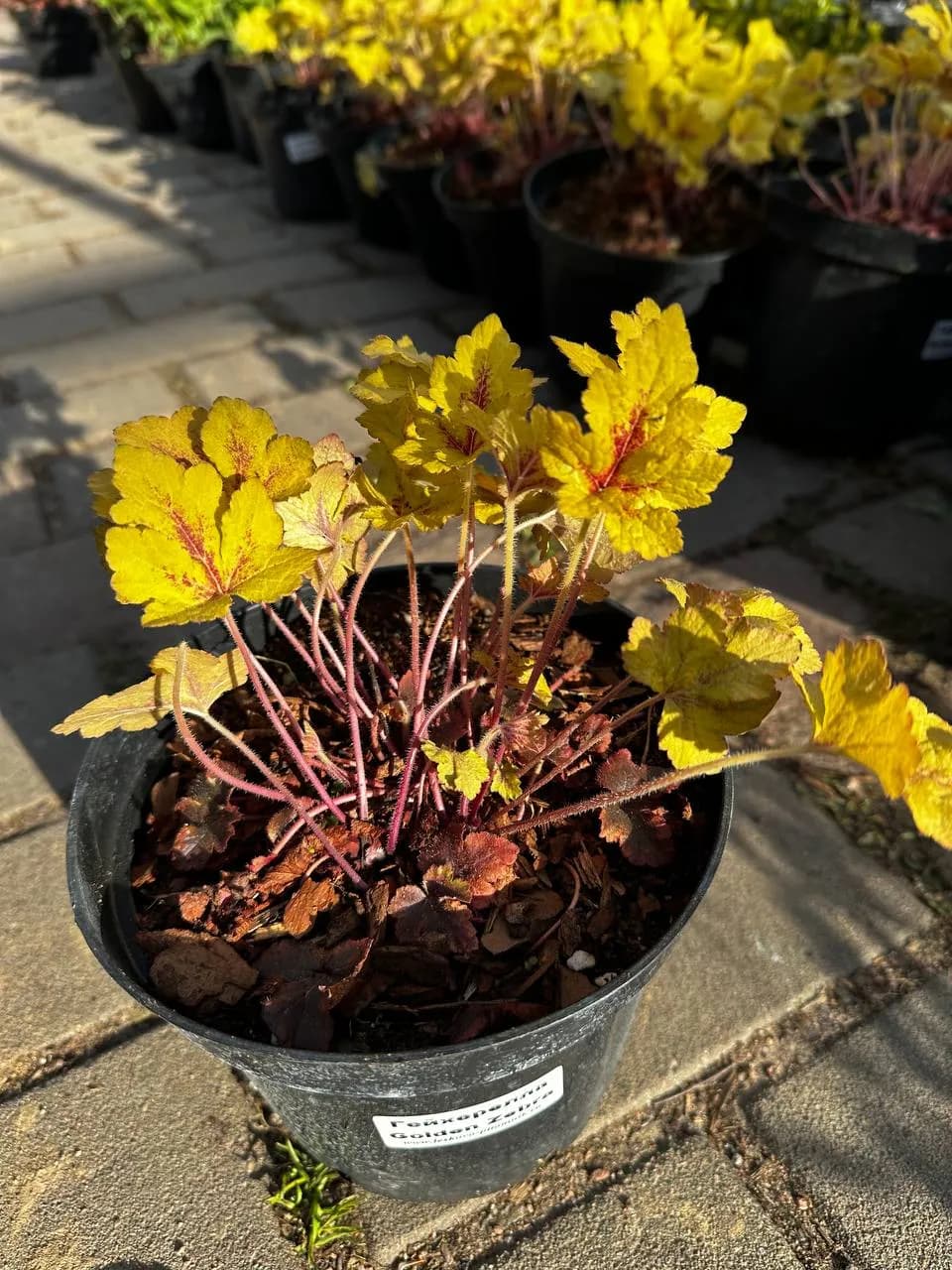 Гейхерелла Golden Zebra конт. 2-3л