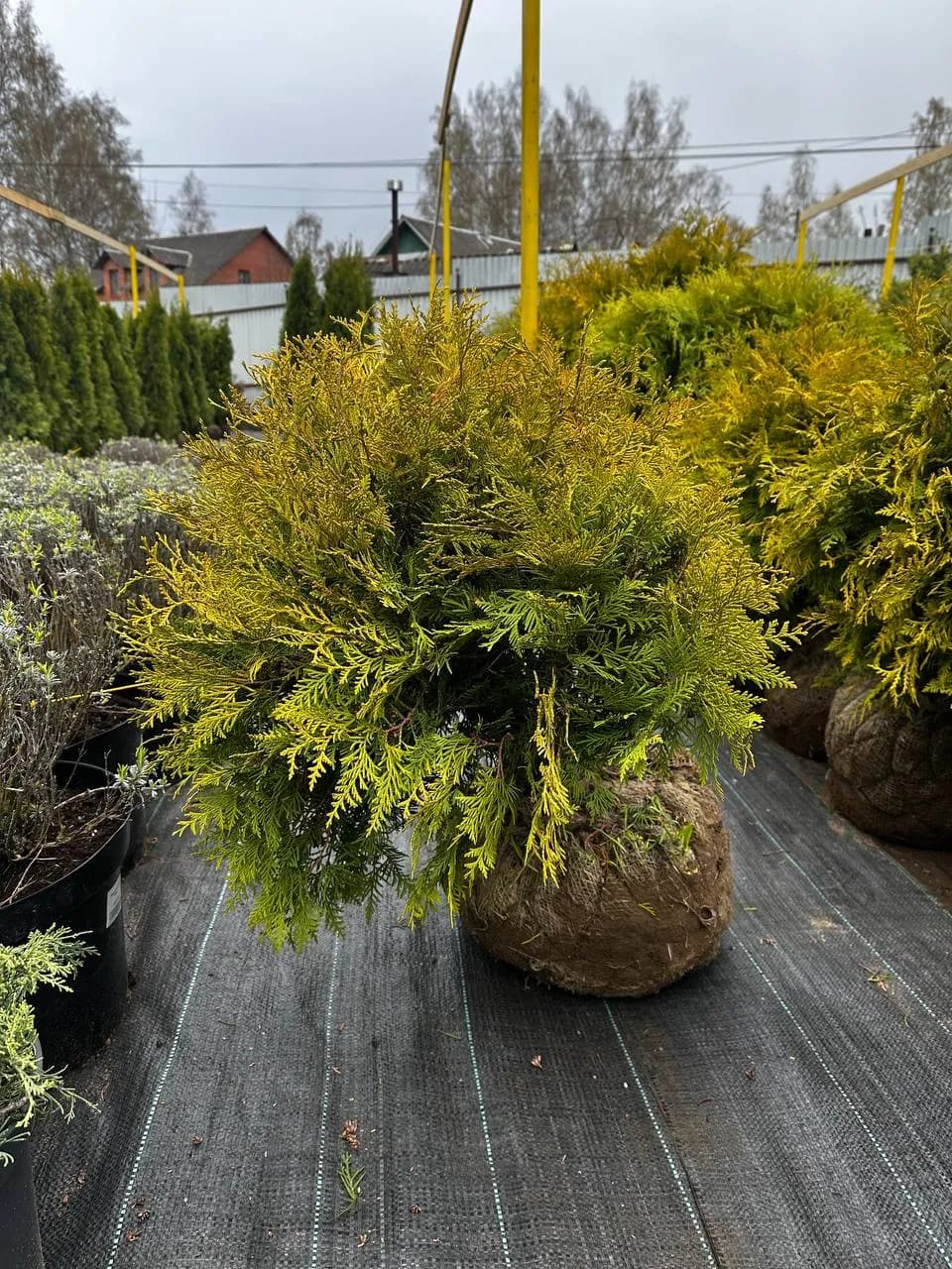 Туя западная "Голден Глобе" 80-100